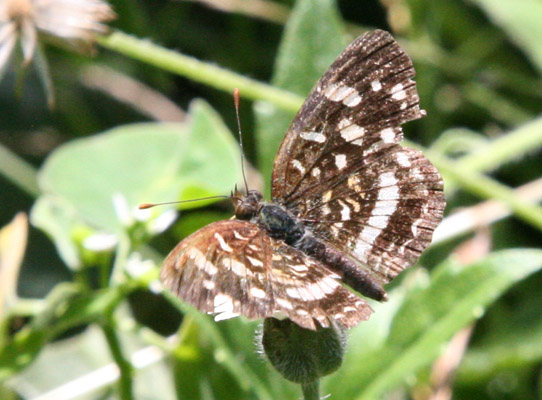 Anthanassa tulcis - The Pale-banded Crescent