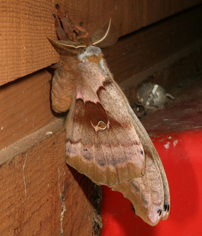 Antheraea p. polyphemus - The Polyphemus Moth