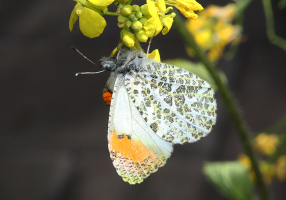 Anthocharis sara flora - Sara's Orangetip