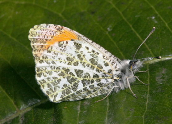 Anthocharis sara flora - Sara's Orangetip