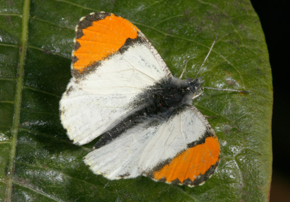 Anthocharis sara flora - Sara's Orangetip