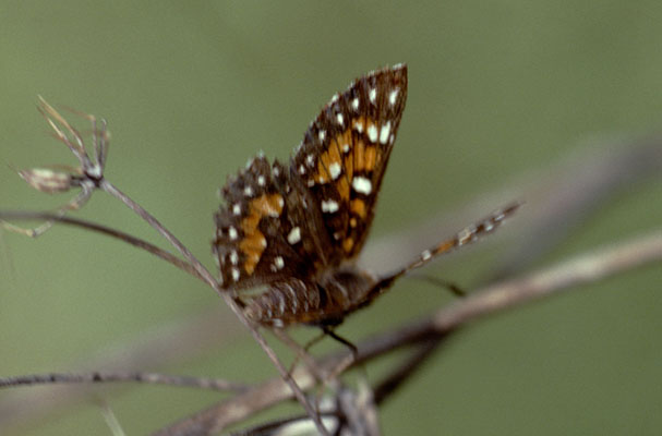 Apodemia virgulti virgulti - Behr's Metalmark