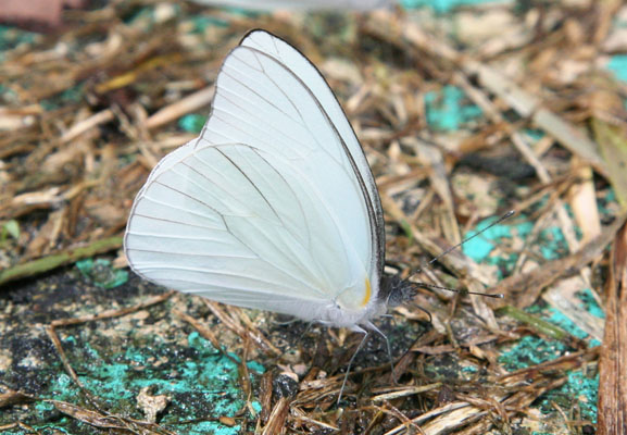 Appias drusilla - The Florida White