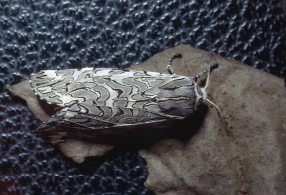 Arachnis picta - The Painted Tiger Moth