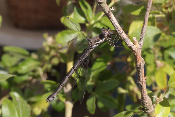 Archilestes californica - The California Spreadwing