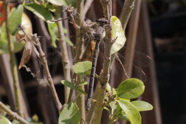 Archilestes californica - The California Spreadwing