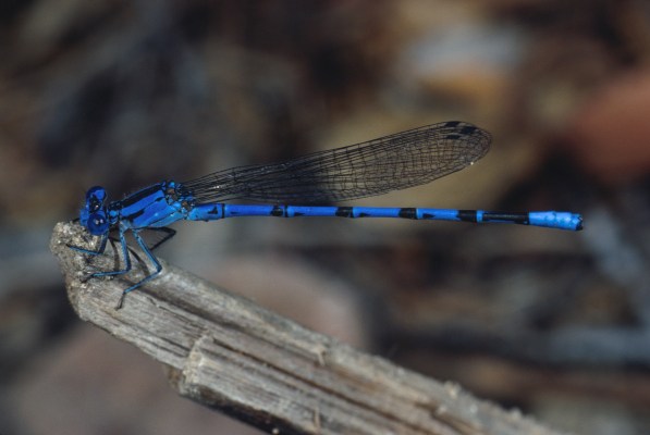 Argia vivida - The Vivid Dancer, a damselfly