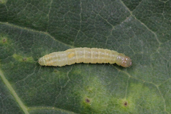 Argyrotaenia franciscana - The Orange Tortrix Moth