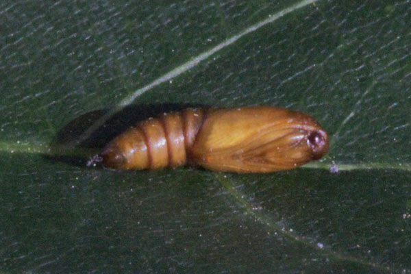 Argyrotaenia franciscana - The Orange Tortrix Moth