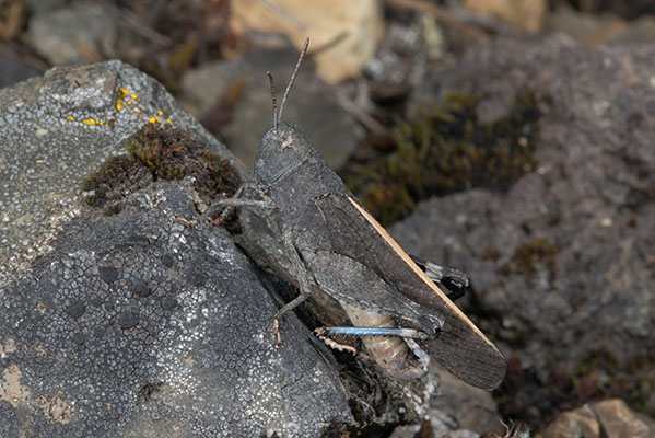 Arphia conspersa - The Speckle-winged Grasshopper