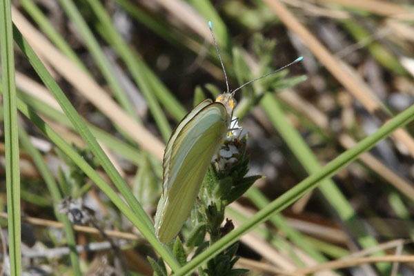 Ascia  monuste virginia - The Great Southern White