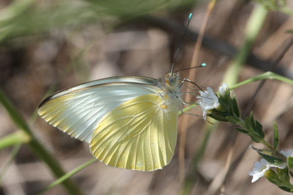 Ascia  monuste virginia - The Great Southern White