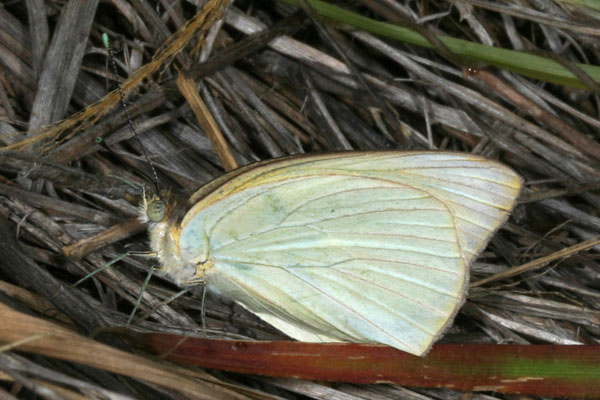 Ascia  monuste virginia - The Great Southern White