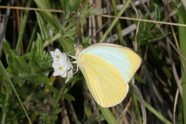 Ascia  monuste virginia - The Great Southern White