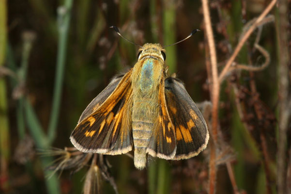 Atalopedes c. campestris - The Sachem