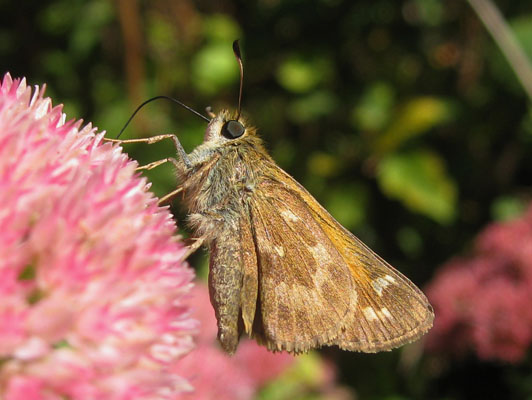 Atalopedes c. campestris - The Sachem