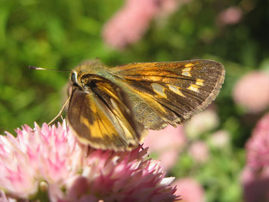 Atalopedes c. campestris - The Sachem