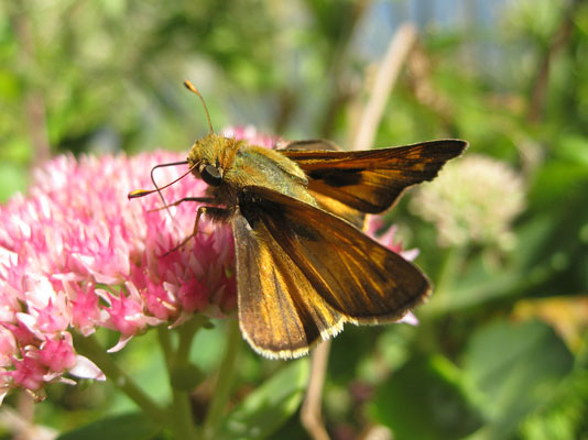 Atalopedes c. campestris - The Sachem