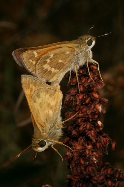 Atalopedes c. campestris - The Sachem