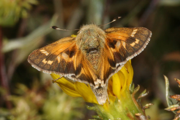 Atalopedes c. campestris - The Sachem