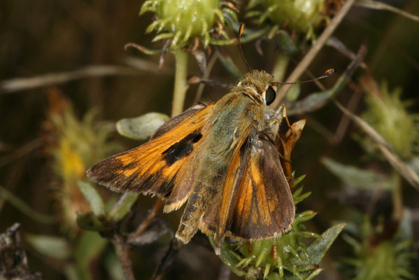 Atalopedes c. campestris - The Sachem