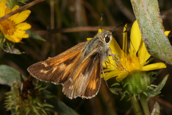 Atalopedes c. campestris - The Sachem