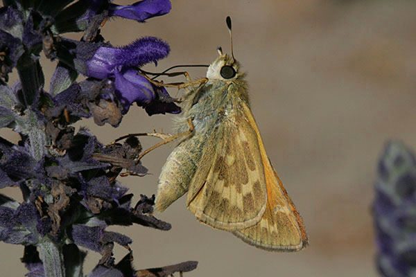 Atalopedes c. campestris - The Sachem