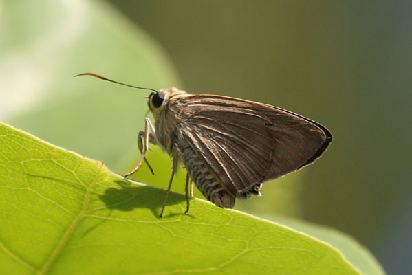 Badamia exclamationis - The Narrow-winged Awl