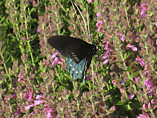 Battus philenor - The Pipevine Swallowtail