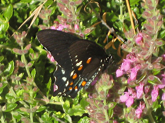 Battus philenor - The Pipevine Swallowtail