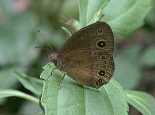 Bicyclus madetes madetes - The Brown-spot Bush Brown