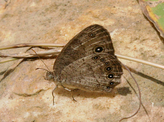 Bicyclus sangmelinae - Condamin's Bush Brown