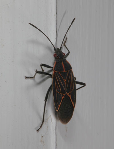 Boisea rubrolineatus - The Western Box Elder Bug