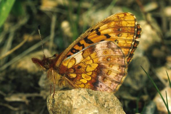 Boloria epithore chermocki - The Western Meadow Fritillary or Pacific Fritillary