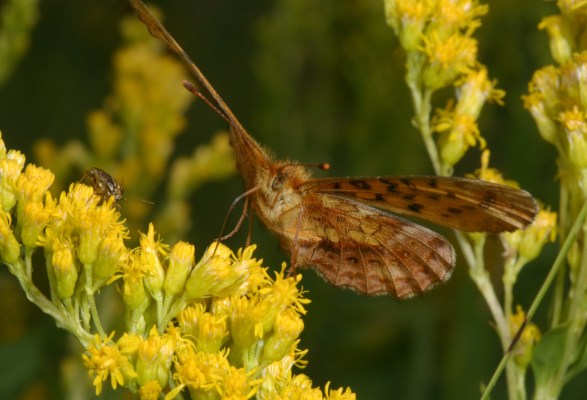 Boloria epithore chermocki - The Western Meadow Fritillary or Pacific Fritillary