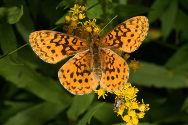 Boloria epithore chermocki - The Western Meadow Fritillary or Pacific Fritillary