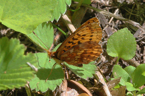 Boloria epithore chermocki - The Western Meadow Fritillary or Pacific Fritillary