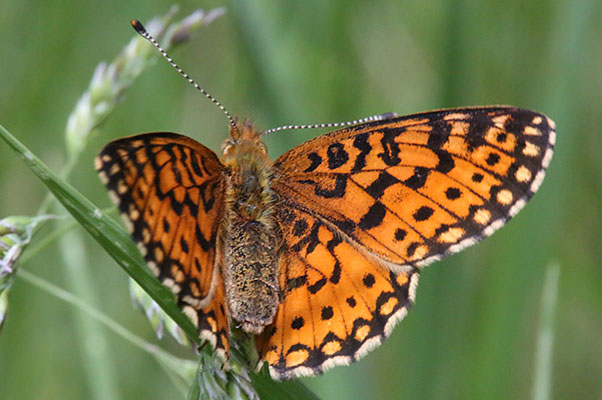 Boloria selene nr. tollandensis - The Silver-bordered Fritillary