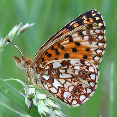 Boloria selene nr. tollandensis - The Silver-bordered Fritillary