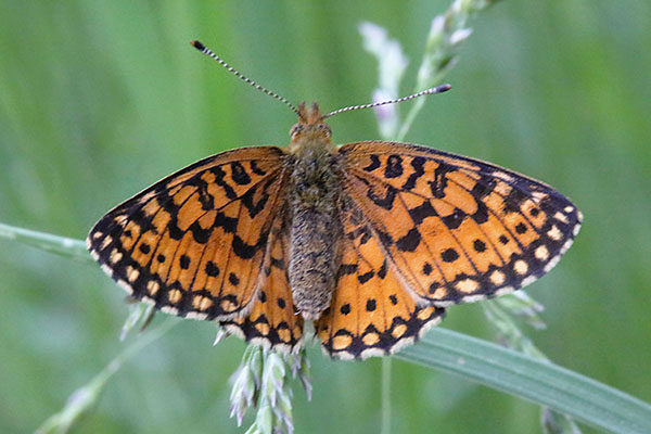 Boloria selene nr. tollandensis - The Silver-bordered Fritillary