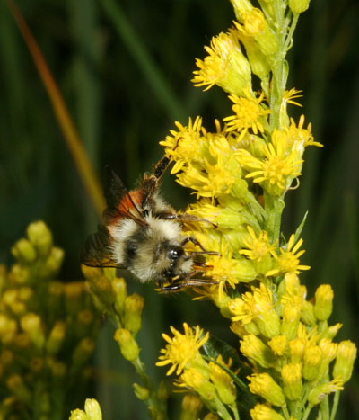 Bombus melanopygus - The Orange-rumped Bumble Bee