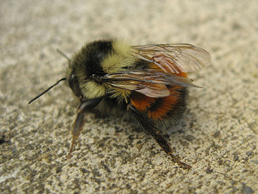 Bombus melanopygus - The Orange-rumped Bumble Bee