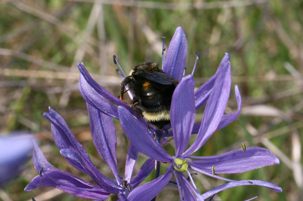 Bombus vosnesenskii - The Yellow-faced Bumble Bee