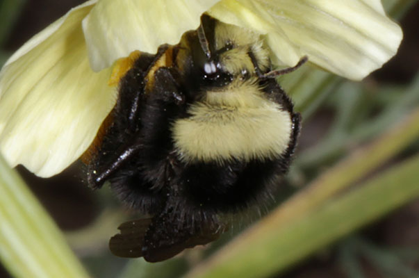 Bombus vosnesenskii - The Yellow-faced Bumble Bee