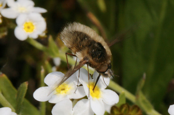 Bombylius major