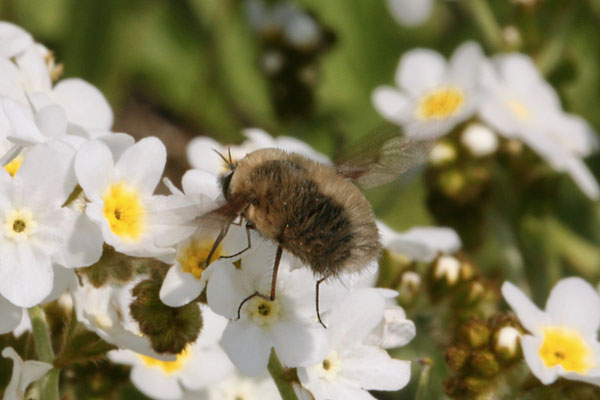 Bombylius major