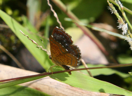 Calephelis tikal - The Tikal Calephelis