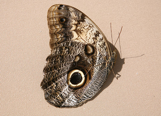 Caligo memnon memnon, The Owl Butterfly