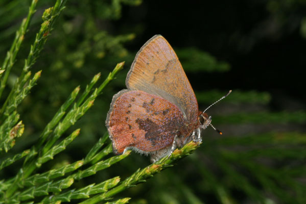 Callophrys augustinus iroides - The Brown Elfin