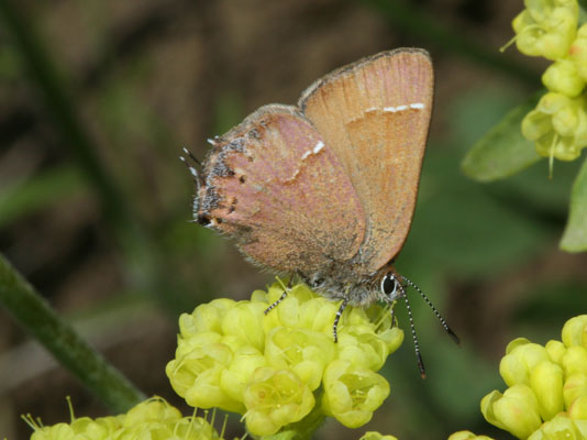 Callophrys gryneus nelsoni - The Cedar Hairstreak